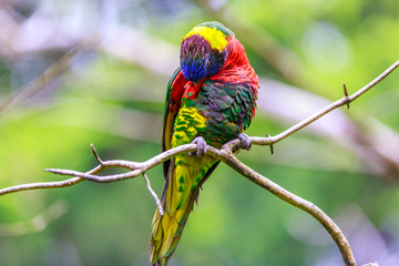 Rainbow Lorikeet
