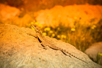 Mountain agama (Laudakia stellio) basking on a rock in the setti
