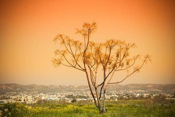 Fototapeta premium Green field with yellow flowers and alone tree. In the backgroun