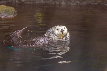 Obraz premium Sea Otter