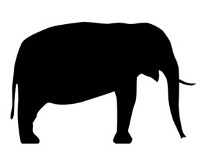 Elefant Silhouette
