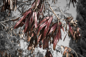 Branch of acacia tree with seeds. tinted