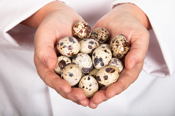 Quail eggs in the hands of the chef