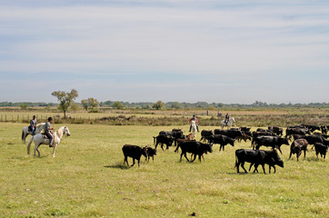Camargue, mucche 6