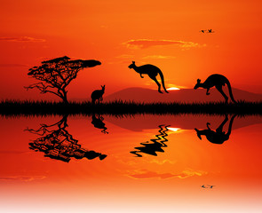 kangaroos silhouettte at sunset