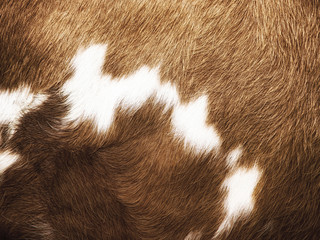cow fur background (22)