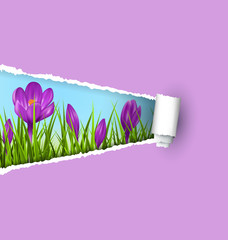 Green grass lawn with violet crocuses and ripped paper sheet iso