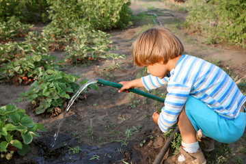 Boy watering strawberries.