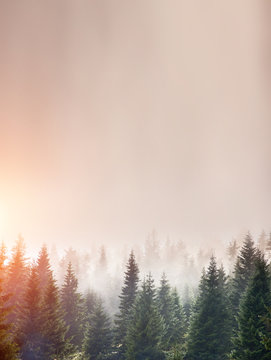 Fototapeta the forest early morning