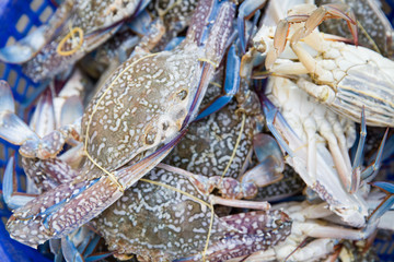 crab in the market