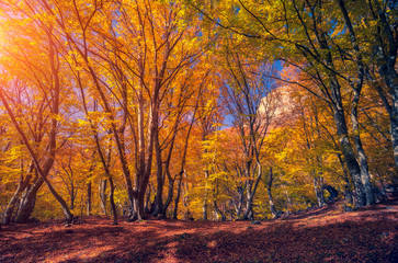 autumn leaf in forest