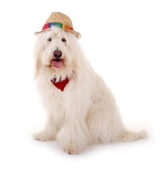 Goldendoodle Hund mit Hut