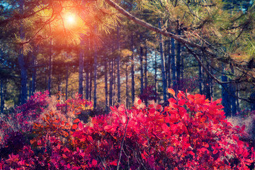Obraz na płótnie Canvas autumn leaf in forest