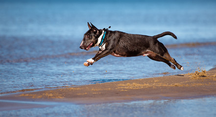 miniature english bull terrier dog on the beach