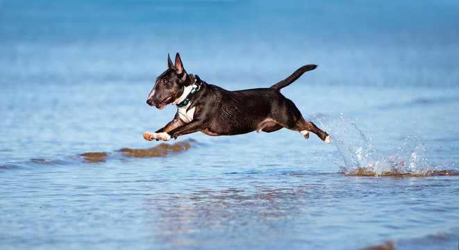 english bull terrier dog jumps above water
