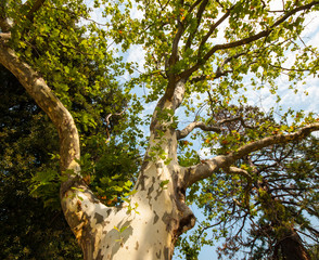 Obraz premium sycamore tree