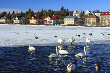 Reykjavík lago ghiacciato con cigni che nuotano