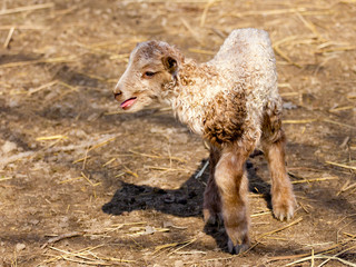 Hungarian racka lamb