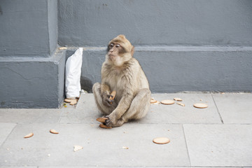 Macaca Sylvanus