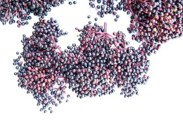 Freigestellte Holunder Beeren