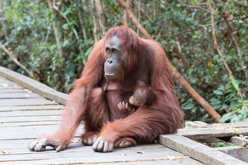 Orang Utan mit Baby