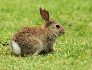 Fototapeta premium lapin
