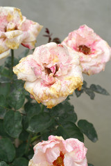 Gray mold on the flower rose