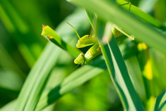カマキリの顔のクローズアップ