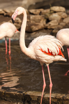 Single flamingo near the water