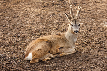 The roe deer lying on the ground