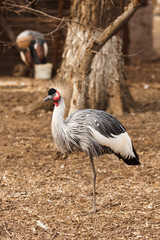 The grey crowned crane standing on the ground
