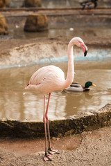Flamingo standing on both legs