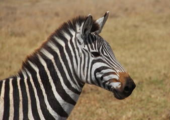 Fototapeta na wymiar zebra,Tanzania