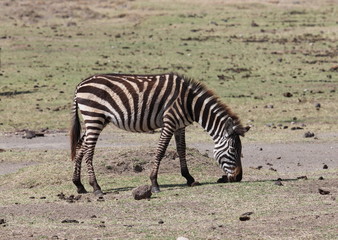 Obraz na płótnie Canvas zebra,Tanzania