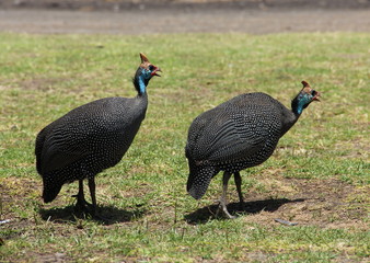 african birds, Tanzania