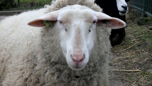 Sheep in a farm