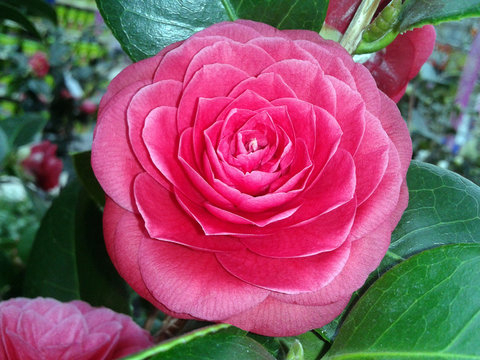 Kamelie; Black, Lace, Camellia;