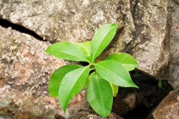 Plants in crevices of rocks.
