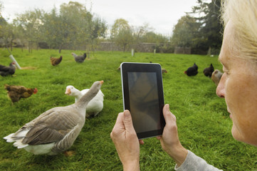 Woman holding a digital tablet, taking a photograph of geese and chicken in her chicken run.