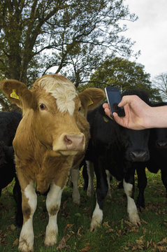 A man's hand holding a mobile phone, taking a picture of a cow's head. Farming apps, and livestock identification.