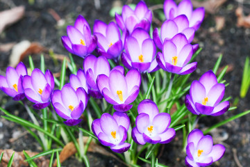 Lila Krokus - Frühblüher