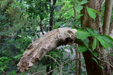 dried branch of tree