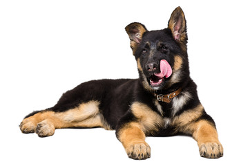 German Shepherd puppy licking