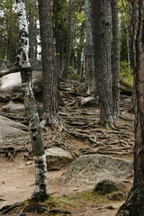 Оголенные вены земли