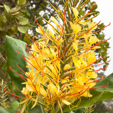 Longose à fleurs jaunes peste végétale, la Réunion