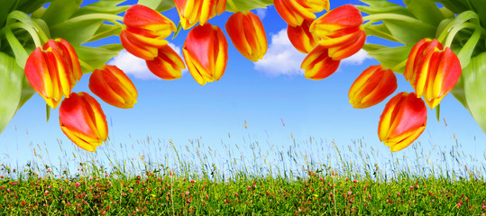 Red tulips and blue sky.