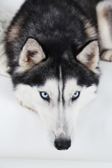 Beautiful cute husky, close up