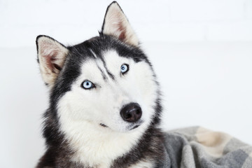 Obraz premium Beautiful cute husky, close up