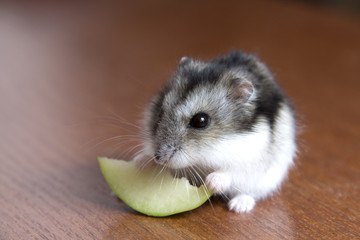 cute hamster eats a slice of apple