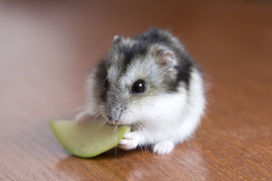 cute hamster eats a slice of apple